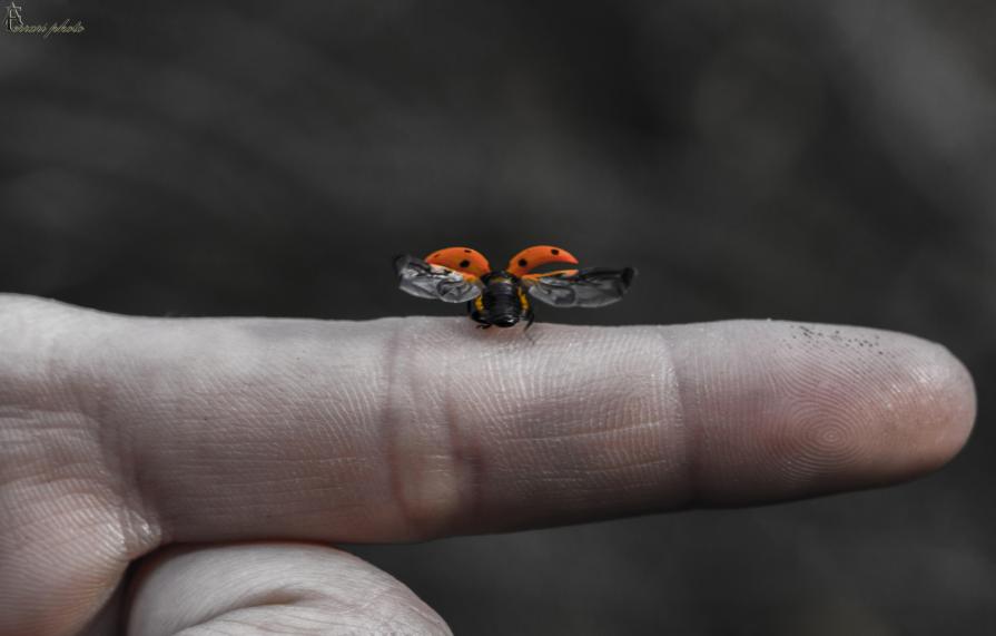 Coccinella 