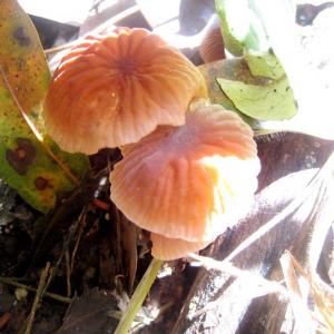 Mushrooms of the Serra Azul.