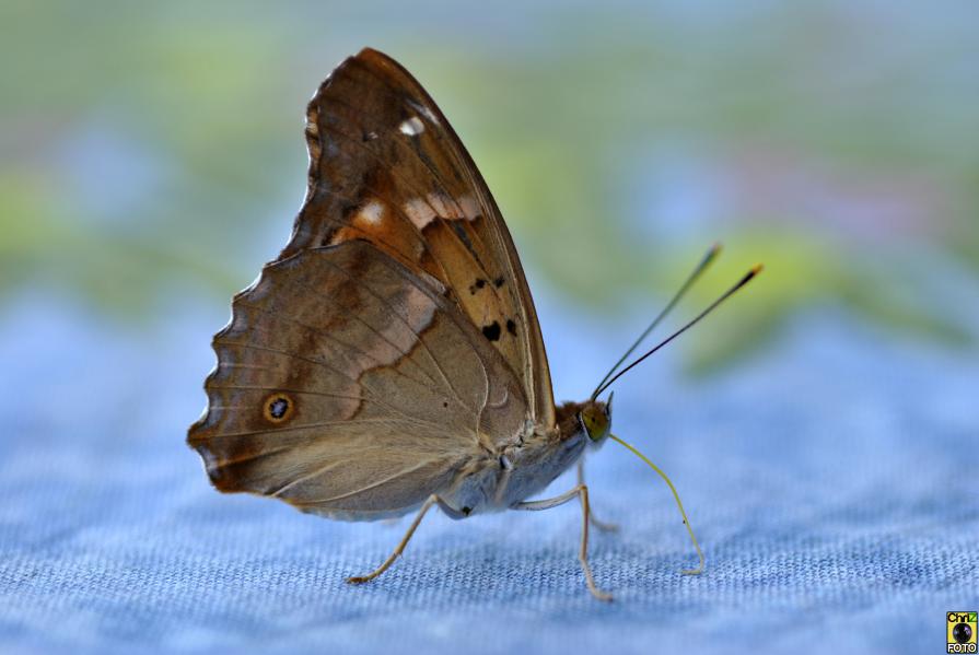 Butterfly Macro.