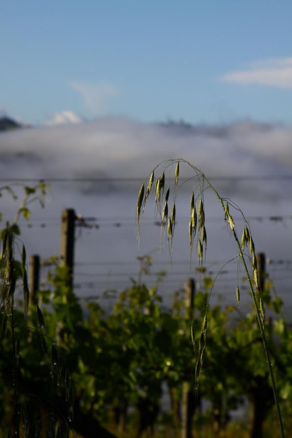 primo piano sulla nebbia