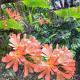 twinned clivia with monstera and arum