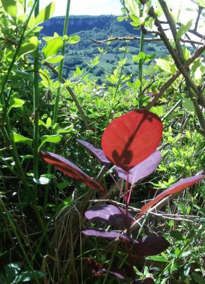 COTINUS