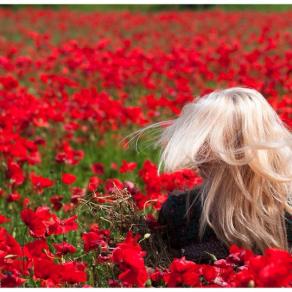 Poppy Fields