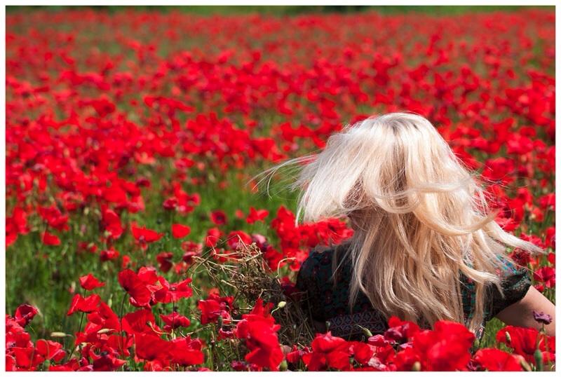 Poppy Fields