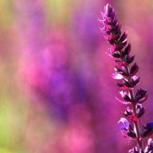 On The Meadow