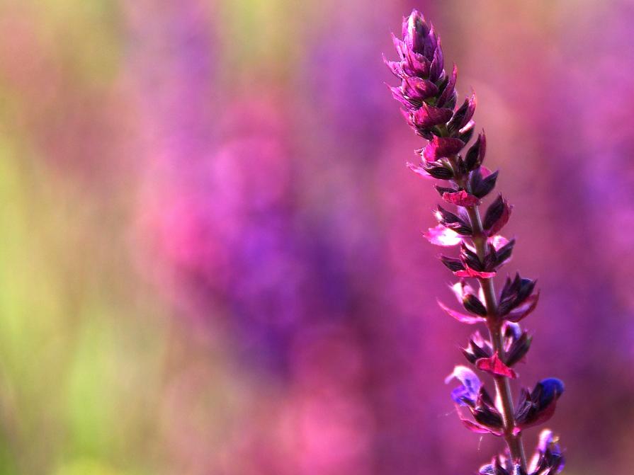 On The Meadow