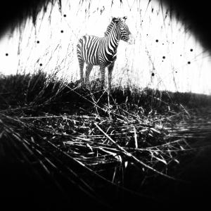 aia meccanica - “ZEBRA IN THE SNOW” :  black and white's  illusion  (photographic negative to be processed by the observer)