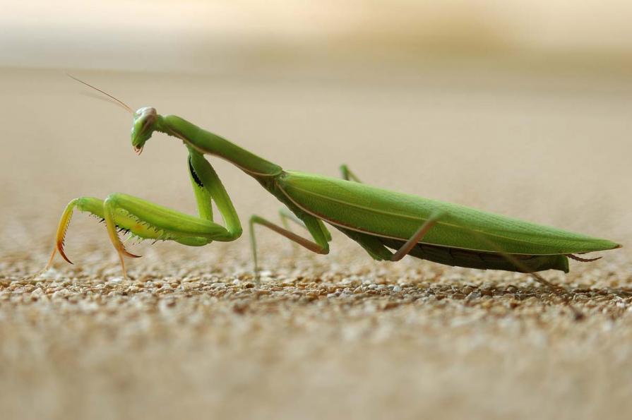 Mantis religiosa 