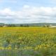 Le champ de tournesols