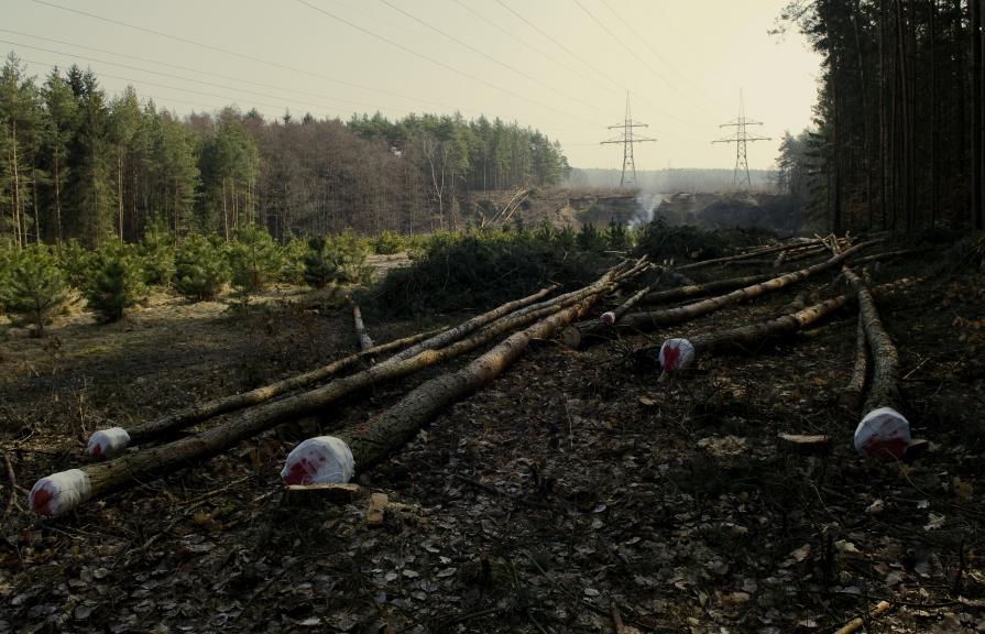 trees are humans also