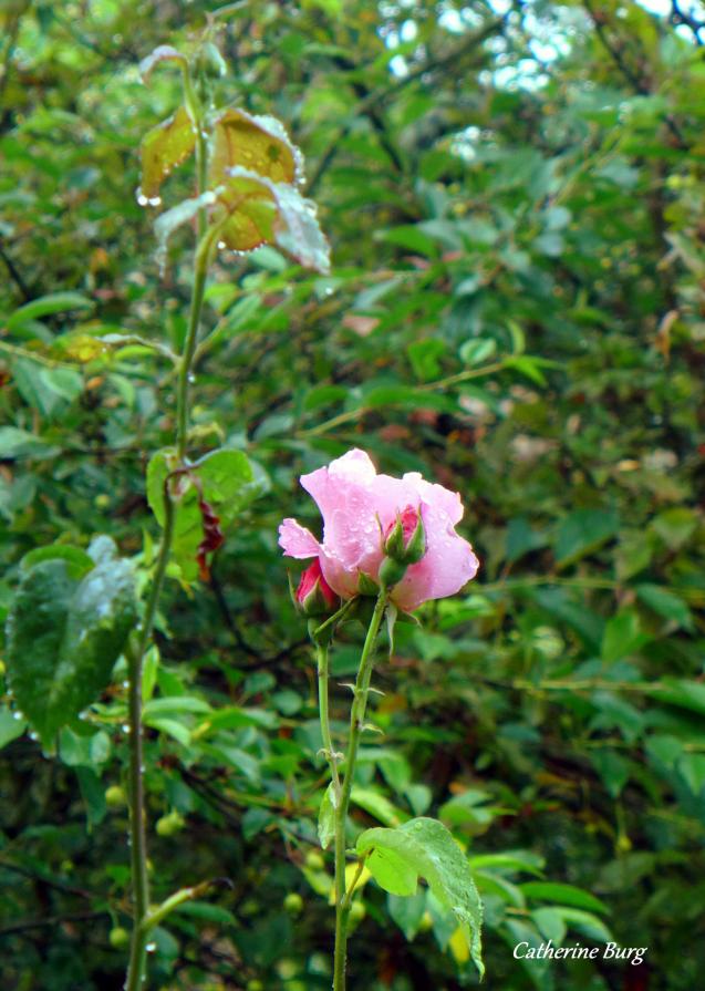 Une rose en larmes... 