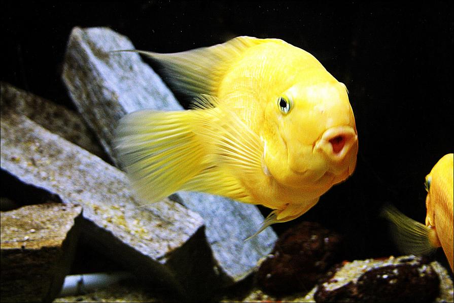 yellow  fish