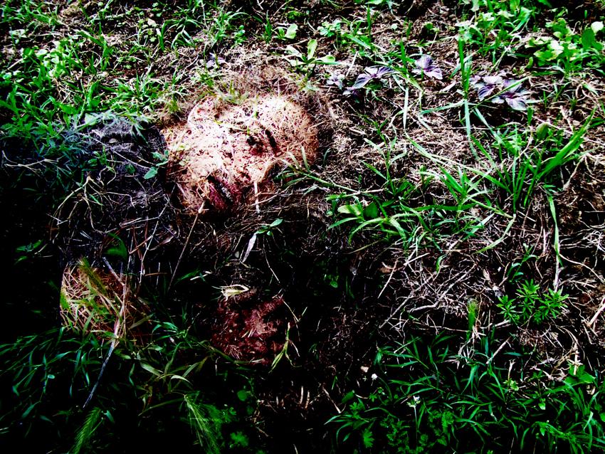 plants, roots and earth, portrait of Chandy