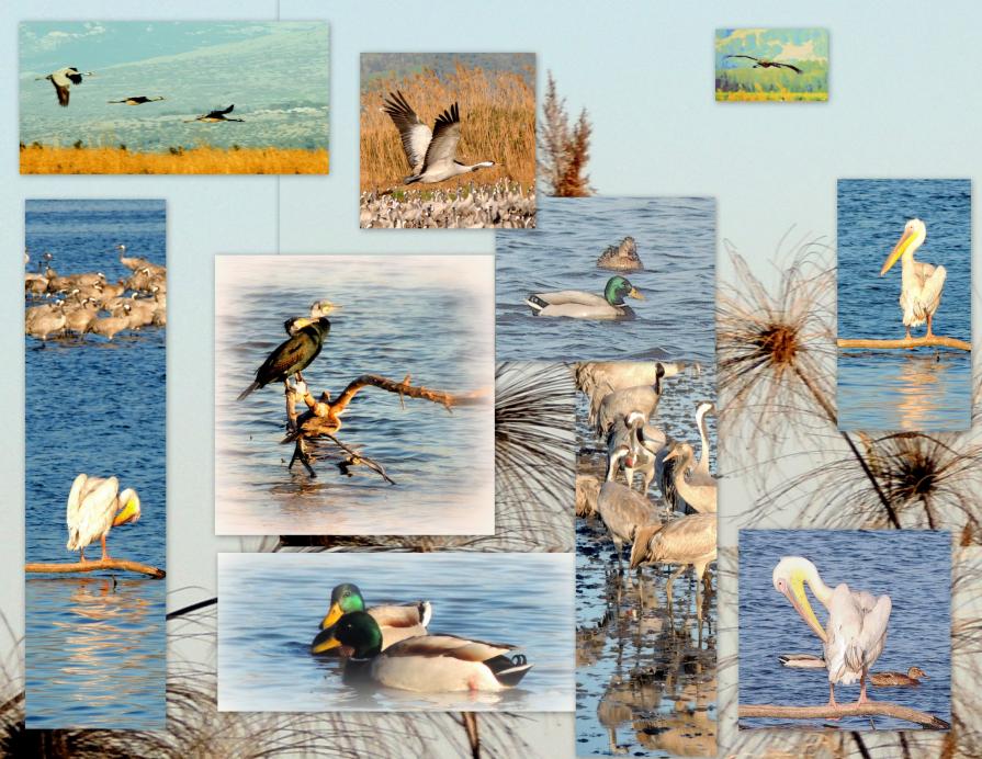 By the Hula Lake  (Restoration Project)   Jan. 2016