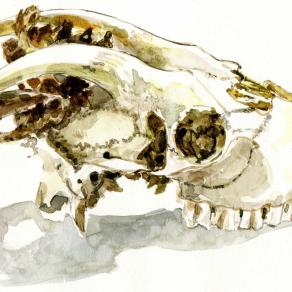 Goat skull