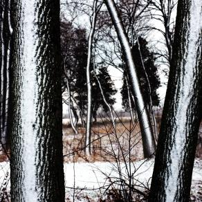 Snowy Sentinels