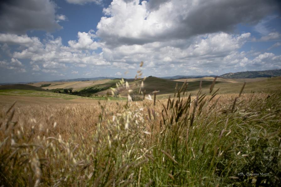 Paesaggio Toscano