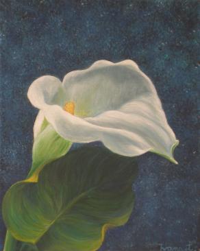 calla Lily