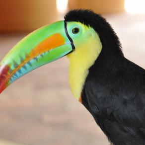 Toucan