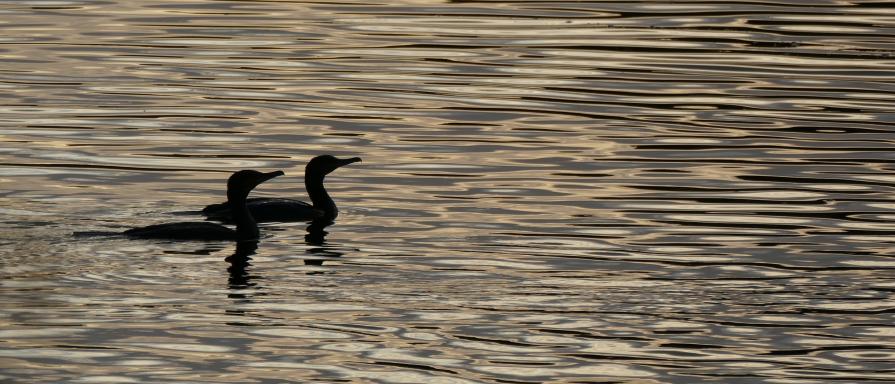 Cormorant