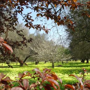 Il giardino dei ciliegi