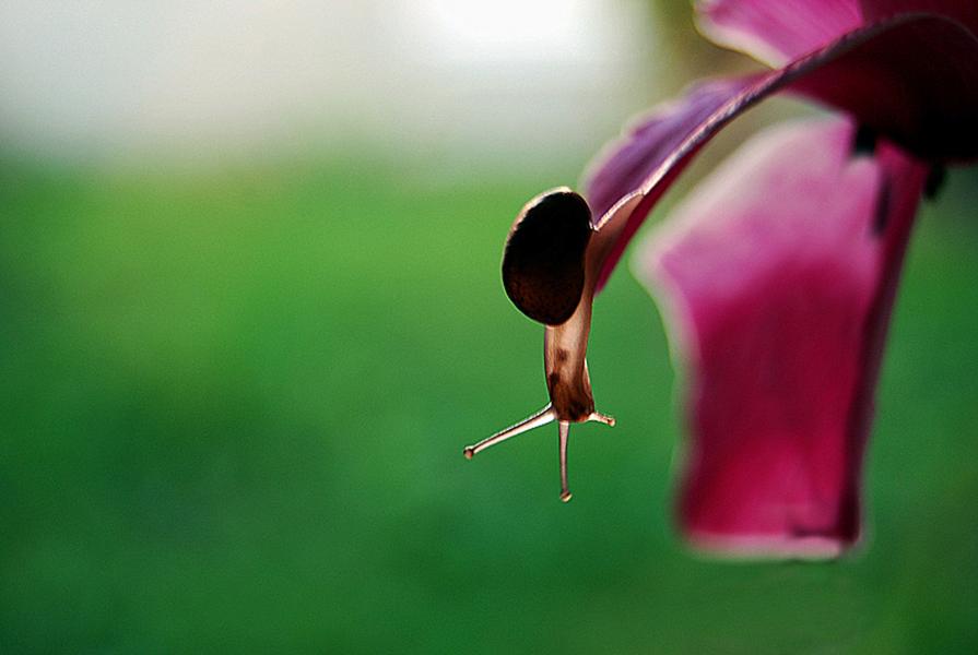 Scivolando