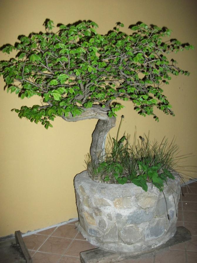 L'ARTE DEL BONSAI