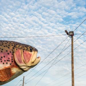 Rainbow Trout