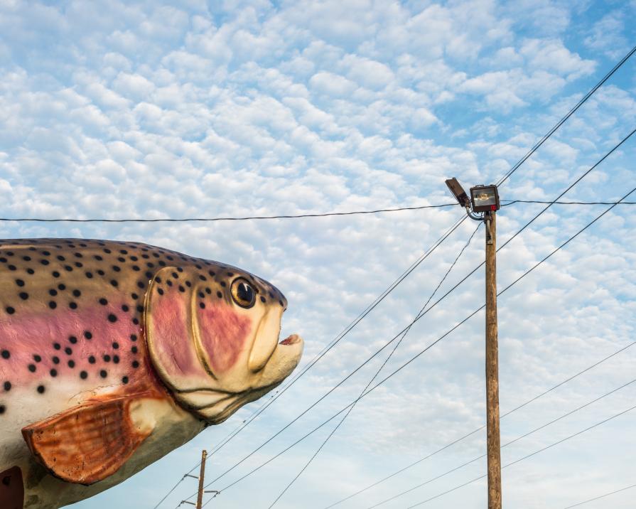 Rainbow Trout