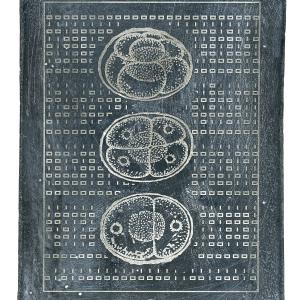 CODEX (Ovum)