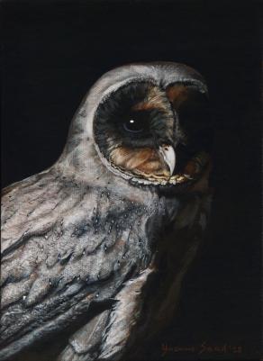 Sentinel (Melanistic Barn Owl)