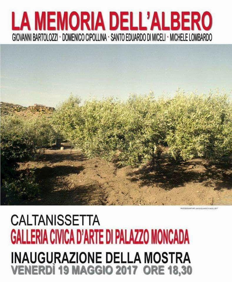 LA MEMORIA DELL'ALBERO