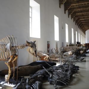 Ex Ospedale maggiore di S. Giovanni Battista ora Museo Regionale di Scienze Naturali, Torino