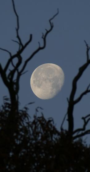 Morning Moon