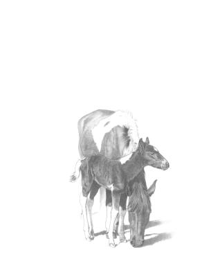 Eki and her filly, Argia