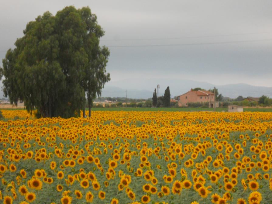 Maremma