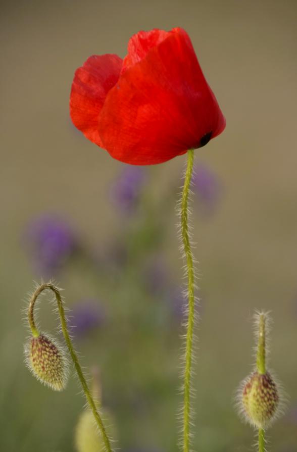 Rosso...papavero