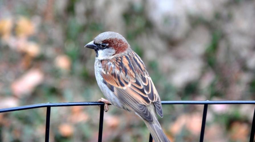 Bird in Central Park (NY)