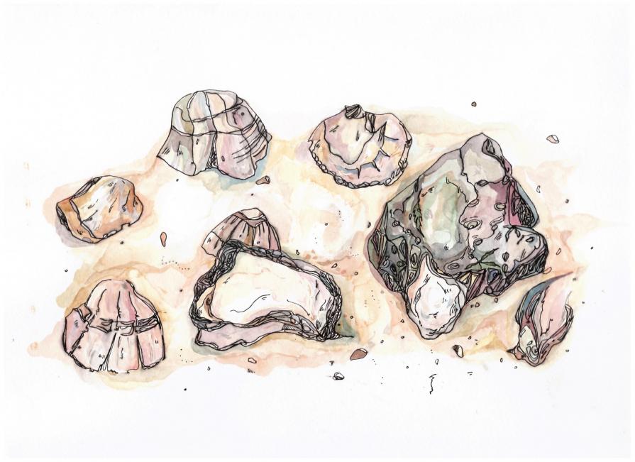 The sea shells