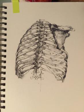 ribcage