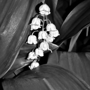 Flowers BW