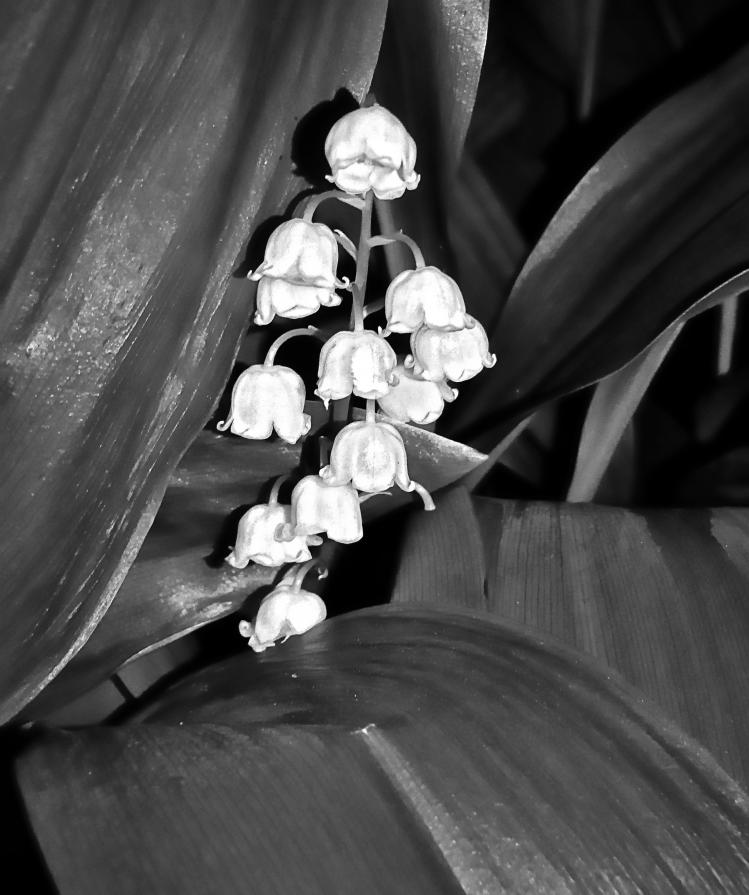 Flowers BW