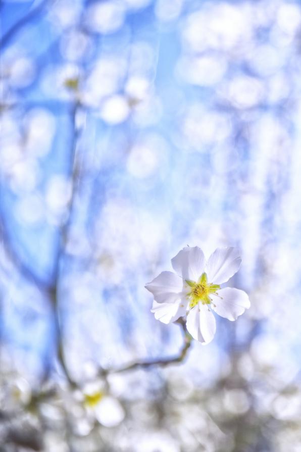 Fiore bianco