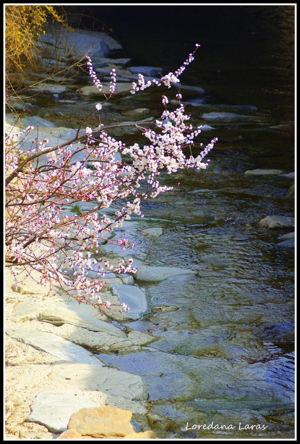 Fioritura sul torrente