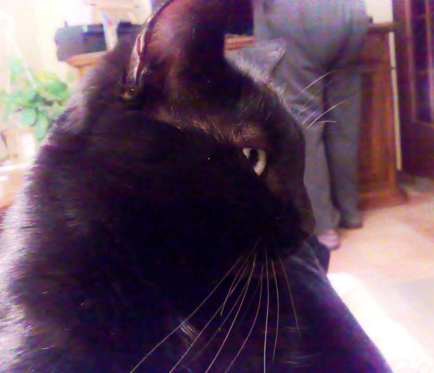 Il mio gatto Nerone