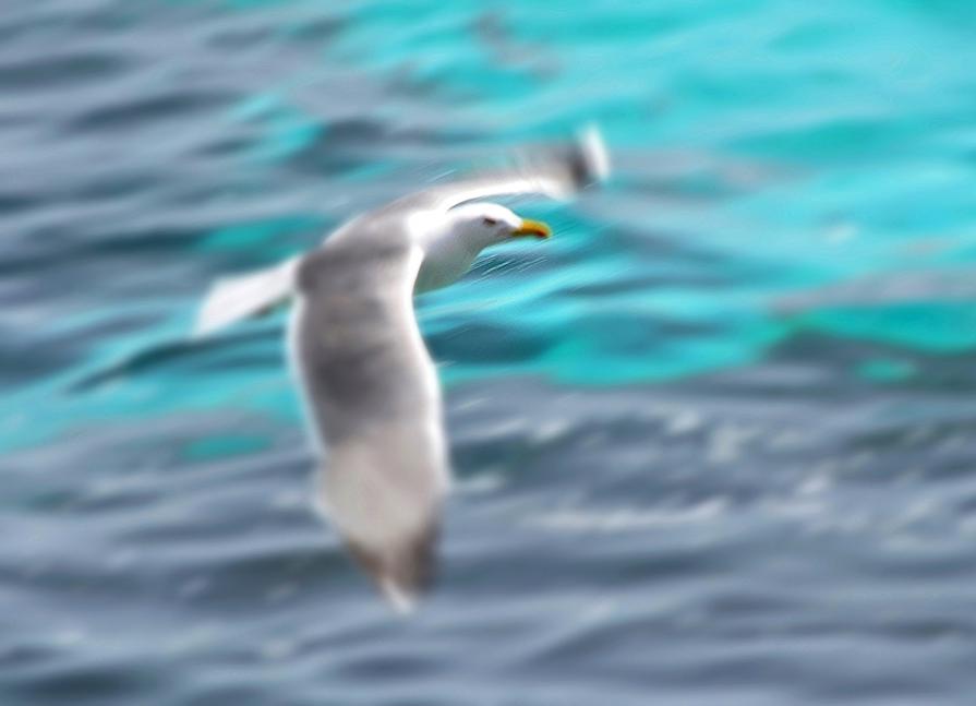 Jonathan Livingston Seagull