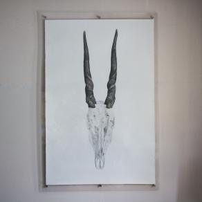 Eland Skull