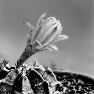 Flowers BW