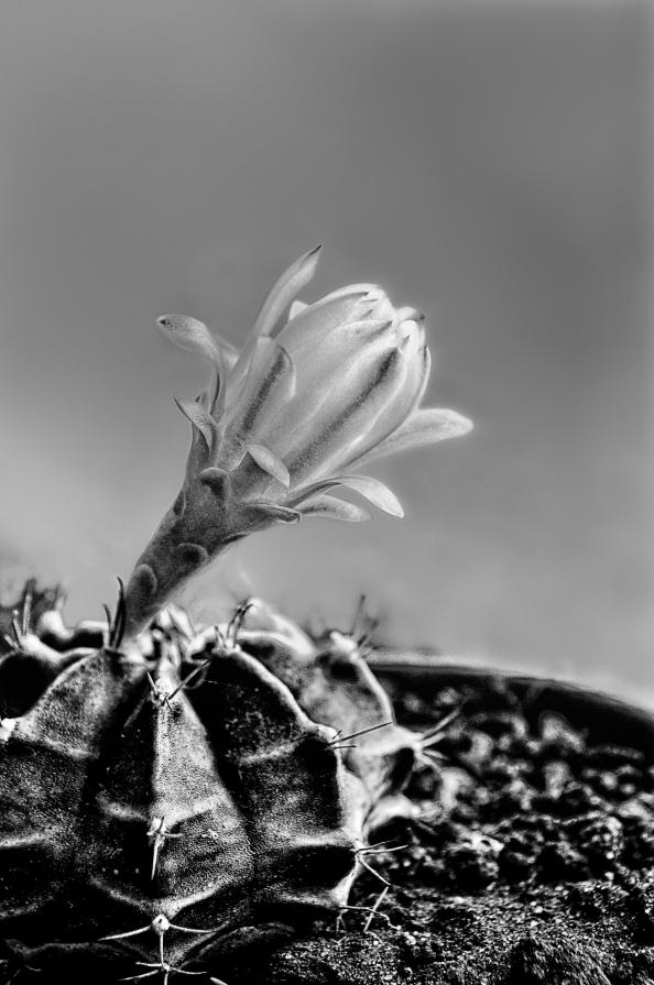 Flowers BW