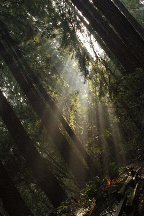 Muir woods